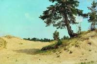Pine Tree on the Sand