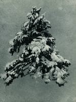 Pine Tree under the Snow