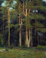 Pine Forest