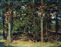 Pine Forest