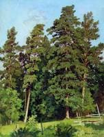 Pine Forest