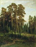 Pine Forest