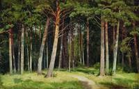 Pine Forest