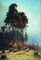 Pine Forest