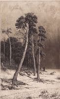Pines
