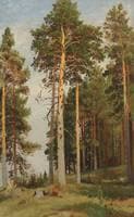 Pine Trees in the Sunlight