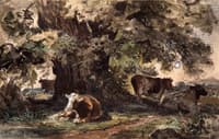 Cows Resting