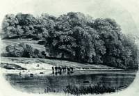 Cows by the River