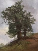 An Old Oak
