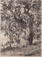 An Old Oak