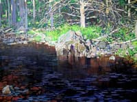 Forest Stream