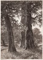 Three Oaks