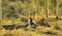 A Fallen Tree