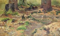 Forest (study)