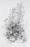 Wild Flowers