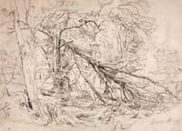 A Broken Birch Tree