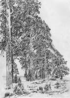 Pines on the Seashore