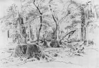 A Cut Down Tree