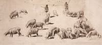 Sheep (study)