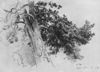 Pine Tree