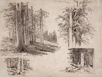 Studies of Trees