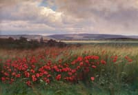 Poppies
