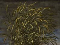 Cespuglio di spighe di grano di Francesco Magnelli,