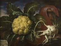 Cavolfiore del canonico Venuti e ramolaccio del podere del marchese Corsi,