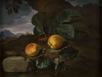 Albicocche di Germania