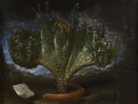Stravagante piede di cavolfiore del marchese Capponi