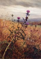 Thistle in a Field