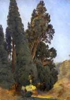 Cypress Trees