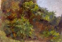 Foliage Study