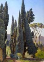 Stone Pine
