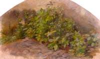 Study of Leaves
