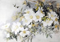 White Roses and Bees