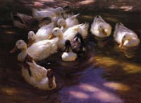Eleven Ducks in the Morning Sun