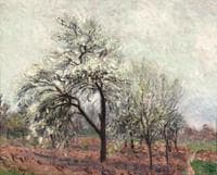 Trees in Bloom