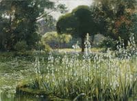 Summer Hyacinths