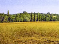 Field of Weat