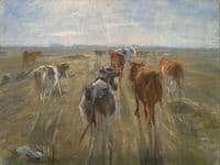 Long Shadows. Cattle on the Island of Saltholm