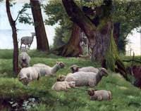Sheep Resting