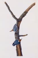 Brown-Headed Nuthatch