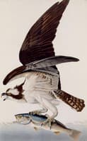 Fish Hawk or Osprey