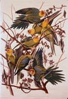 Carolina Parrot
