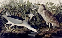 Night Heron or Quabird
