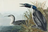 Great Northern Diver or Loon