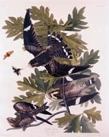 Night Hawk