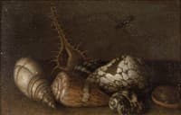 Shells