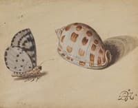 An Arrowhead Blue Butterfly and a Scotch Bonnet Sea Shell